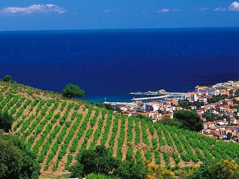 Les vignobles de Collioure