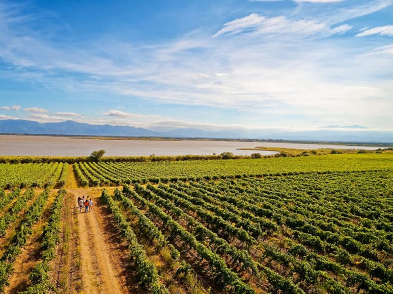 les vignes au bord de la mer en Roussillon